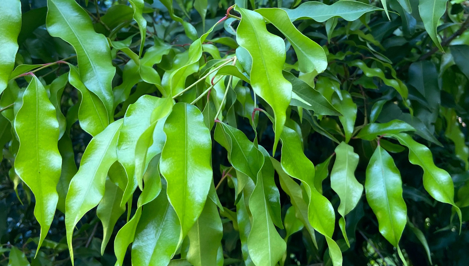 Aniseed myrtle branch