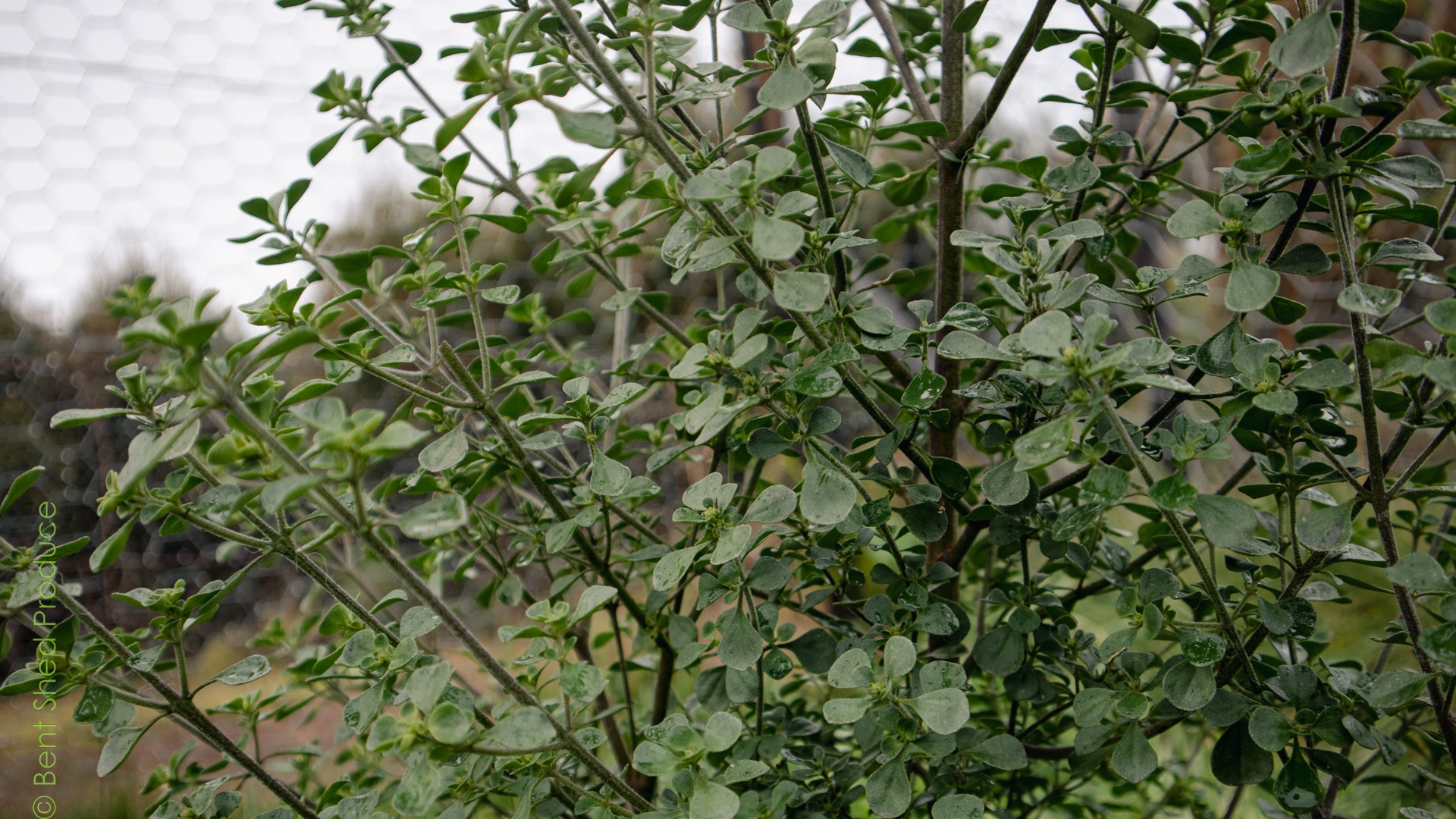 Round-leaved mintbush We are close-up to a plant with round textured leaves and small raindrops, against a grey sky.