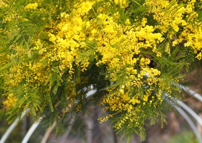 Wattleseed