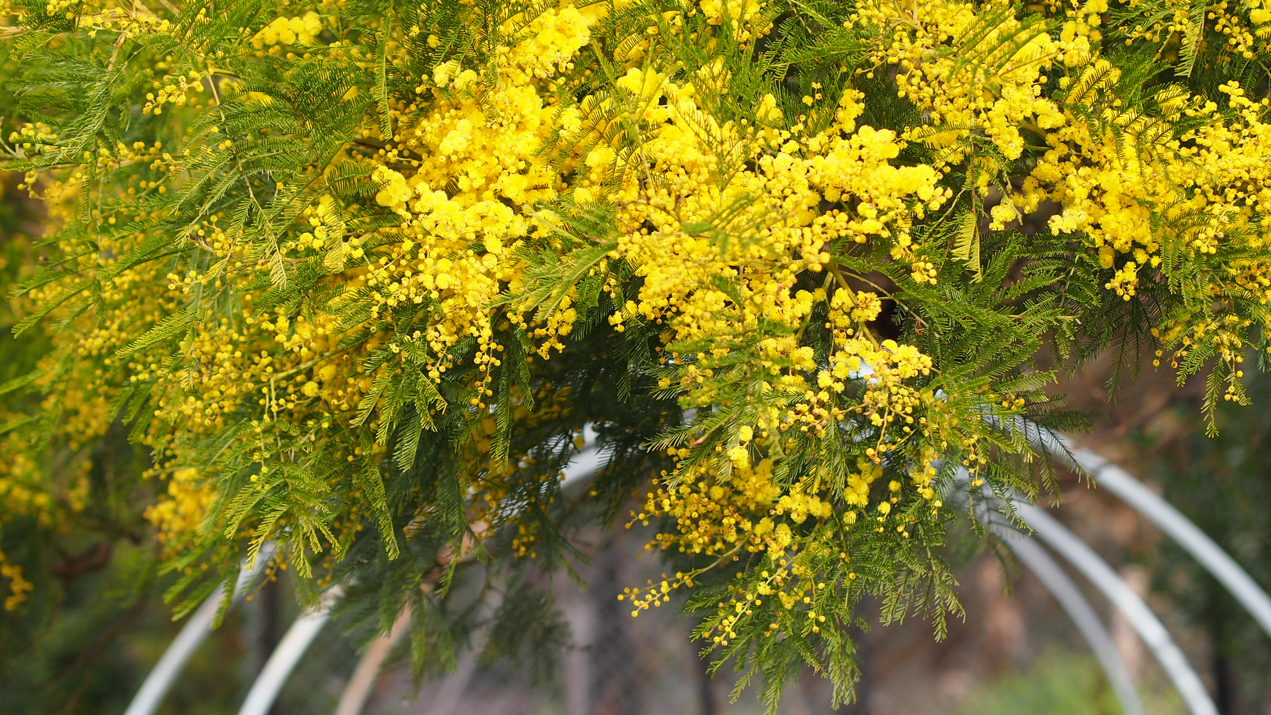 Black wattle in flower A spray of bright yellow wattle drips down from the top of the image, on top of curved hoops of a small greenhouse.