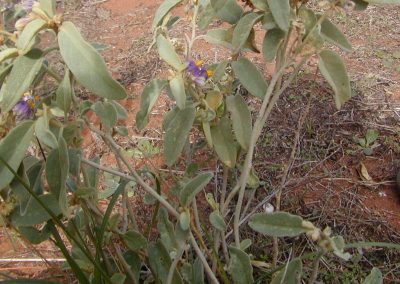 Akadjura (Bush Tomato)