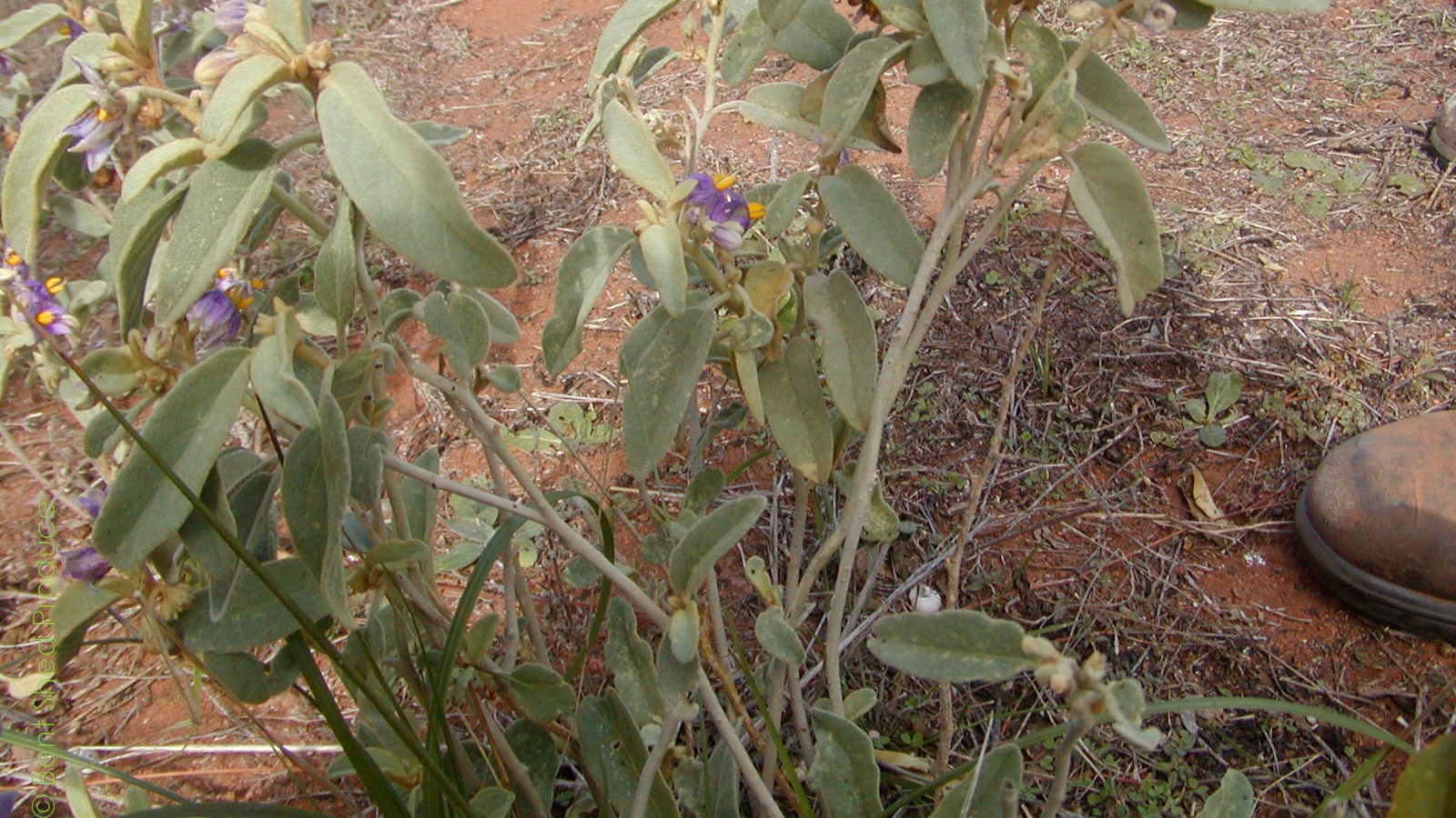 Bush tomato banner Red dirt forms the background to a small plant with silvery-grey leaves. It has distinct purple flowers with yellow stamens. There's the foot of a brown boot to the right of the image.