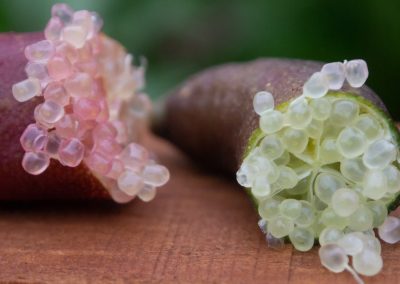 Finger Lime