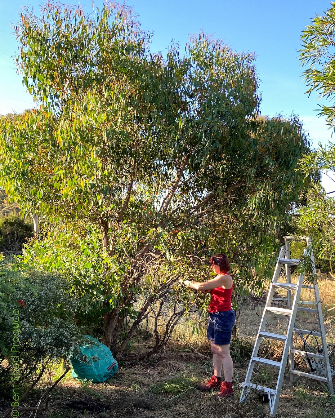 A pale-skinned woman wearing a red singlet, blue shorts, and red boots stands underneath a tall tree. There is a ladder to the left of her and green bag underneath.