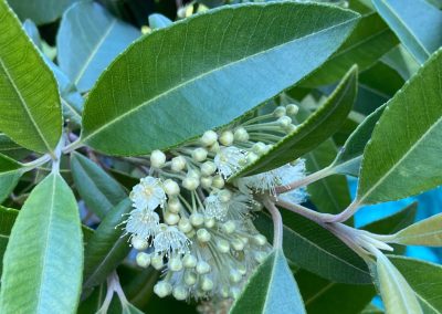 Lemon Myrtle