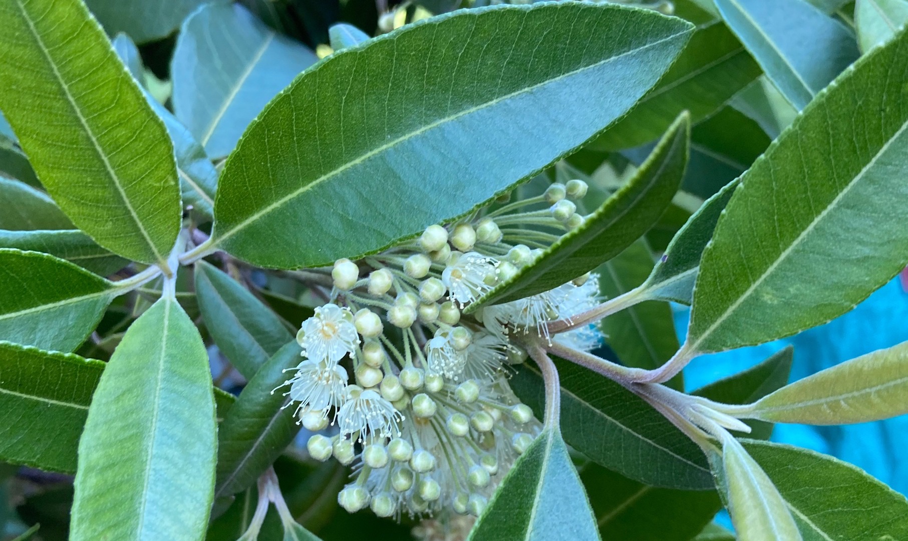 A deep green large leaf surrounded small white fluffy flowers.