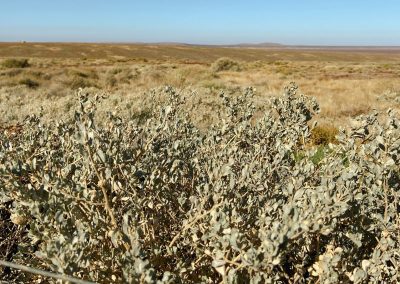 Saltbush