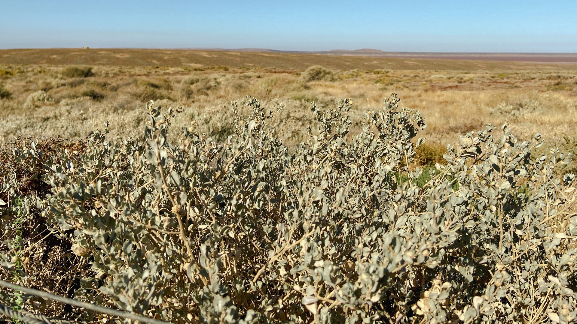 Old Man Saltbush on Country Grey-green leaves at the foreground of the image, fading to a ochre-yellow background and blue sky.
