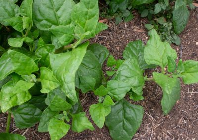 Warrigal Greens